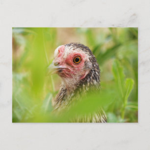 Chicken Postcard
