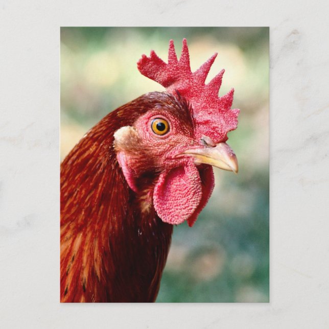 Chicken Postcard (Front)