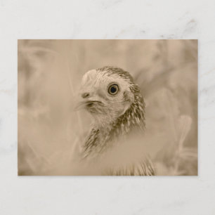 Chicken Postcard