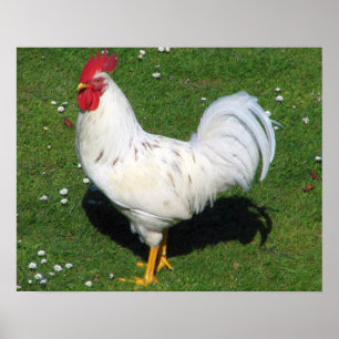 Chicken Poster