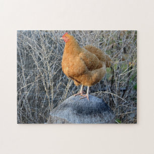Chicken Puzzle