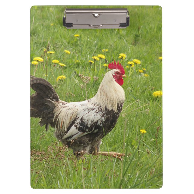 chicken, rooster, animal, bird, farm, agriculture, clipboard (Front)