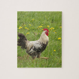chicken, rooster, animal, bird, farm, agriculture, jigsaw puzzle