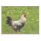 chicken, rooster, animal, bird, farm, agriculture,