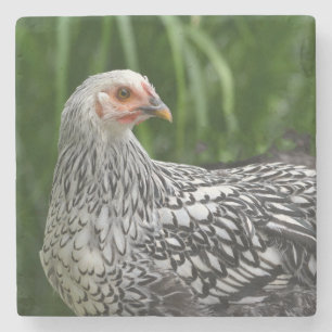 Chicken Stone Coaster