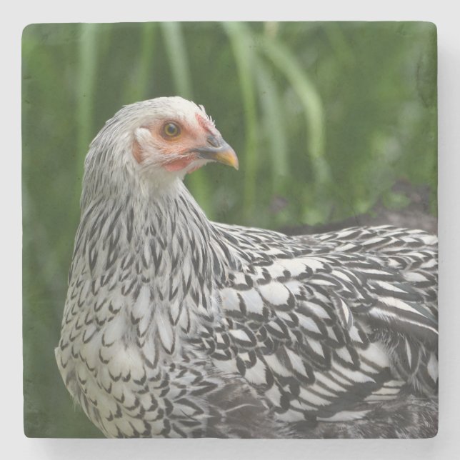 Chicken Stone Coaster (Front)