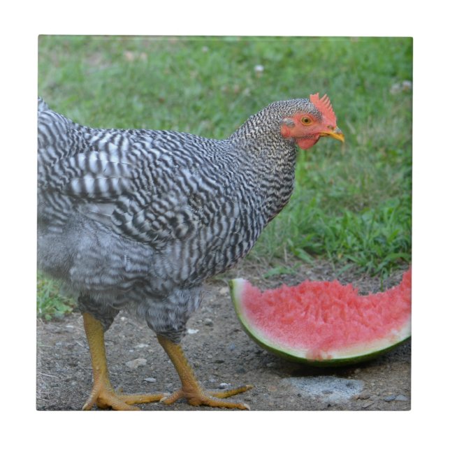Chicken Tile (Front)