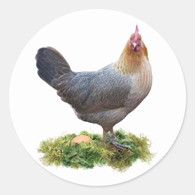 Chicken with Lichen Nest Sticker (Front)