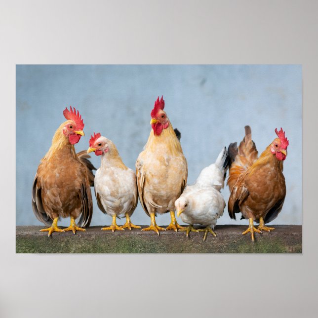 Chickens and Roosters on a Wall Poster (Front)