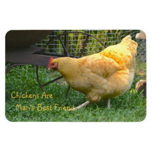 Chickens Are Man's Best Friend Magnet
