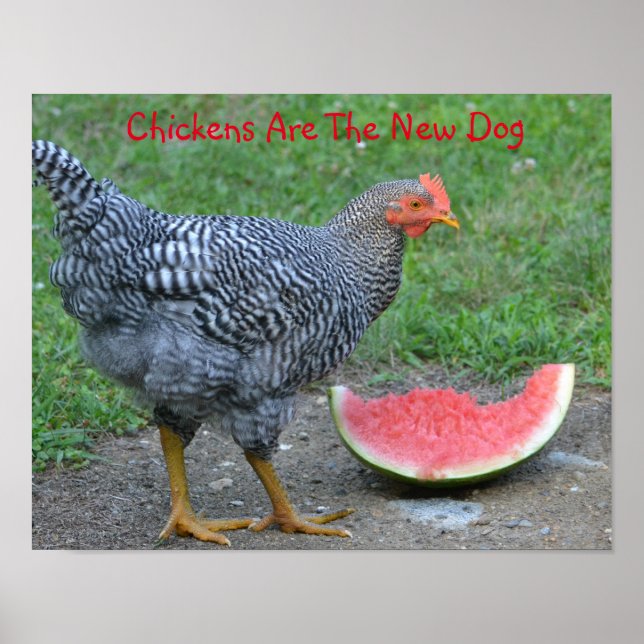 Chickens Are The New Dog Poster (Front)