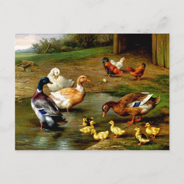 Chickens, Ducks And Ducklings At The Farm Postcard (Front)