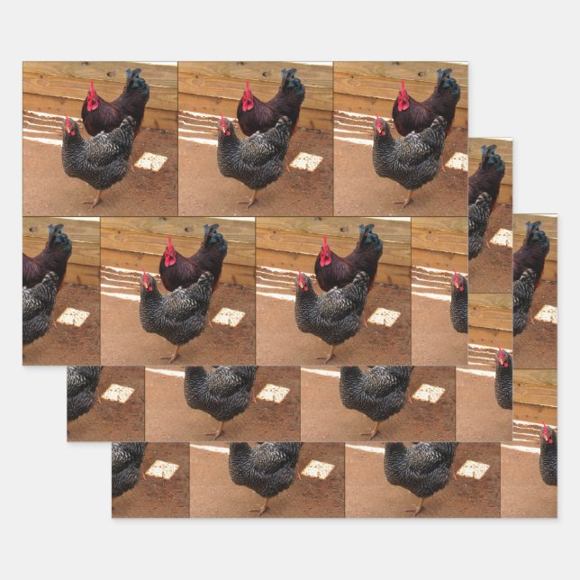 Chickens - Farm Life -  Wrapping Paper Sheets (Set)