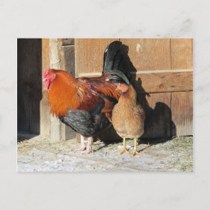 Chickens Farm Rooster and Hen Postcard