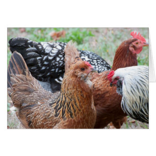 Chickens in the Yard