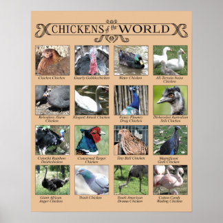 Chickens of the World Humourous Poster