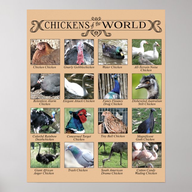Chickens of the World Humourous Poster (Front)