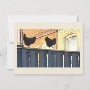 Chickens Photo Postcard