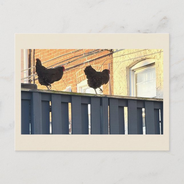 Chickens Photo Postcard (Front)