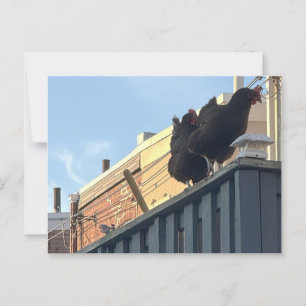 Chickens Photo Postcard