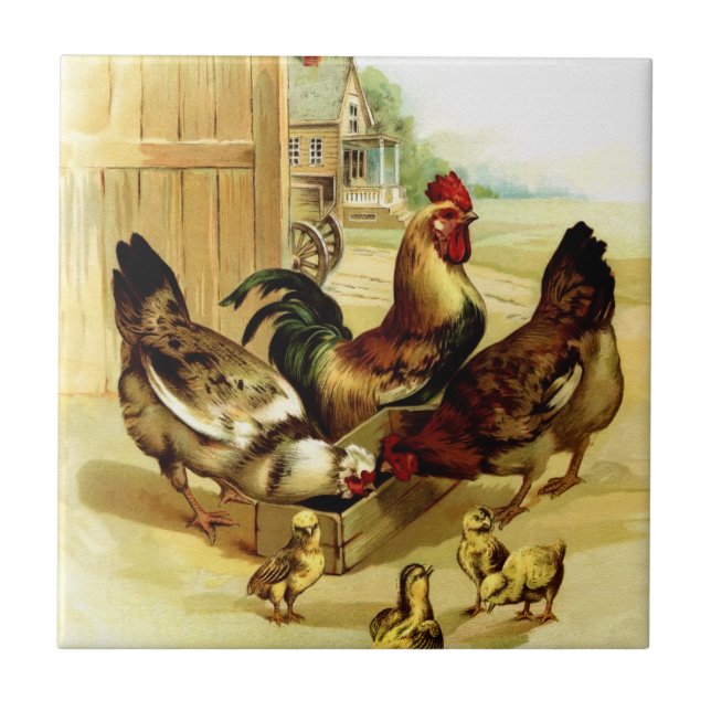 Chickens Rooster and Chicks Ceramic Tile (Front)