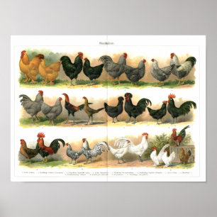 Chickens Roosters Breeds illustration Poster