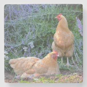 Chickens Sunbathing Stone Coaster