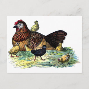 Chickens Vintage Animal Postcard