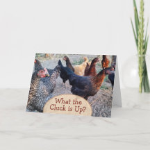 Chickens What's Up Funny Humour Card