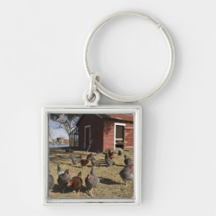 Chickens working grounds near hen house Cliburn Key Ring