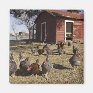 Chickens working grounds near hen house Cliburn Magnet