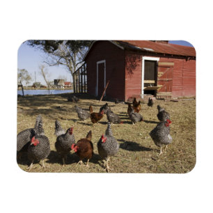 Chickens working grounds near hen house Cliburn Magnet
