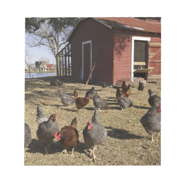 Chickens working grounds near hen house Cliburn Notepad (Front)