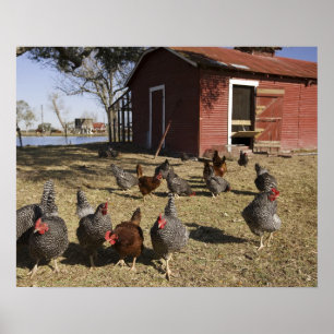 Chickens working grounds near hen house Cliburn Poster