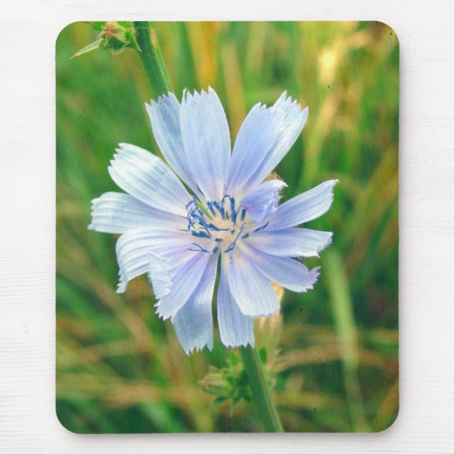 Chickory Flower Mouse Pad (Front)