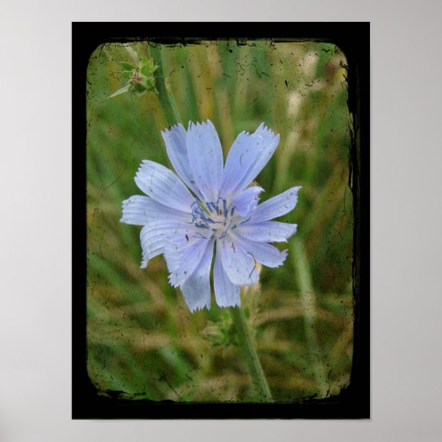 Chickory Flower Poster (Front)