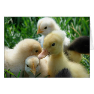 Chicks and Ducklings