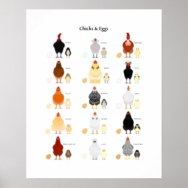 chicks and eggs colour chart (Front)