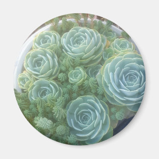 Chicks and Hens Succulent Magnet