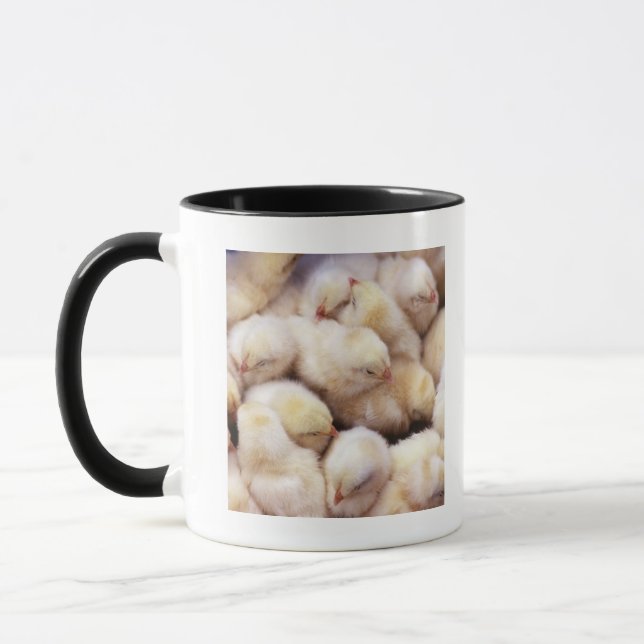 chicks, brood of chickens mug (Left)