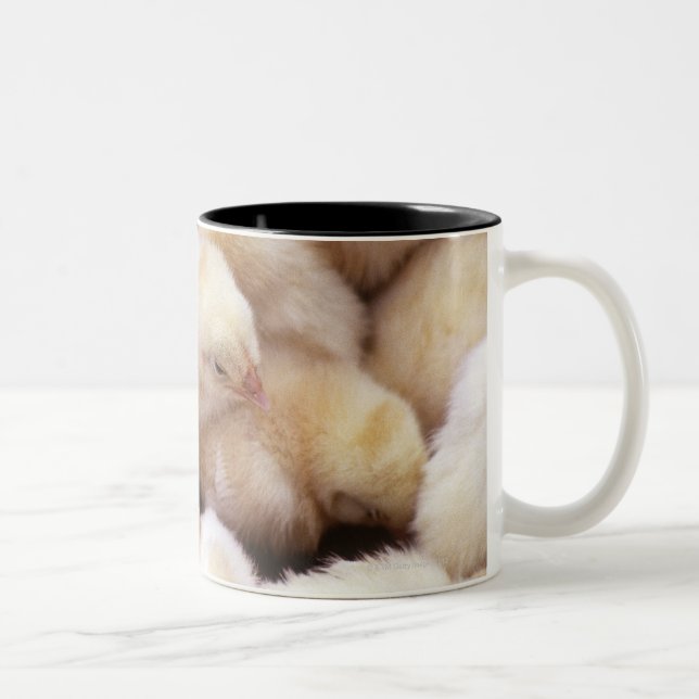 chicks, brood of chickens Two-Tone coffee mug (Right)