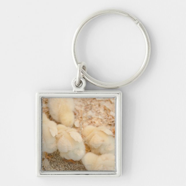 chicks key ring (Front)
