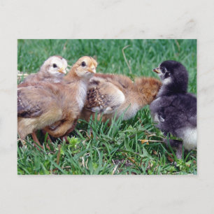 Chicks Postcard
