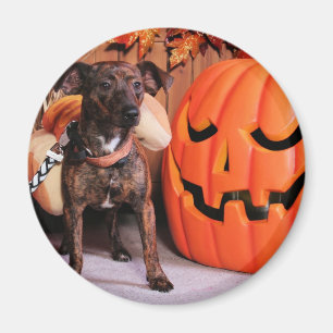 Chico - ChiWeenie - Photo-2 Magnet