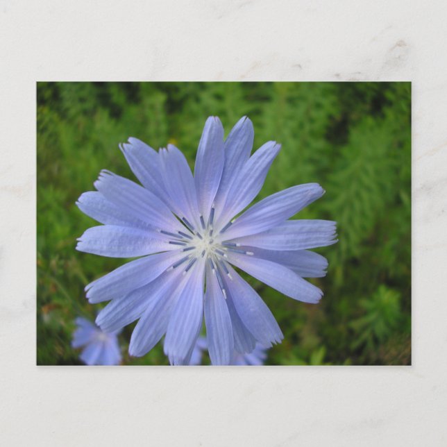 Chicorée sauvage postcard (Front)