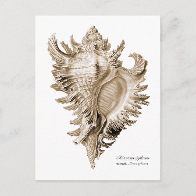 Chicoreus ramosus postcard (Front)