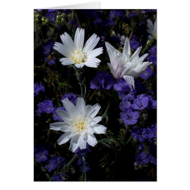 Chicory and Phacelia Wildflowers (Front)