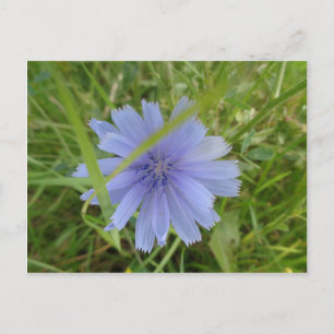 Chicory Blue Purple Flower Floral Postcard
