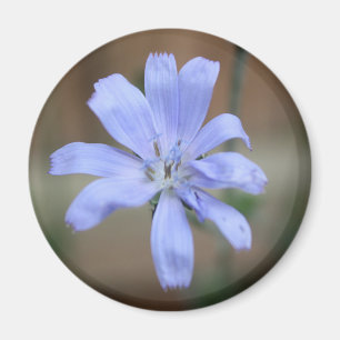 Chicory (Cichorium intybus) Magnet