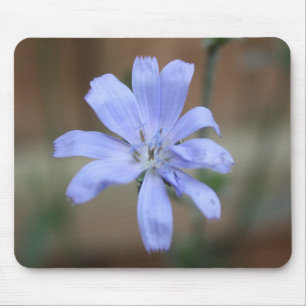 Chicory (Cichorium intybus) Mouse Pad